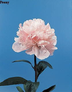 Peony